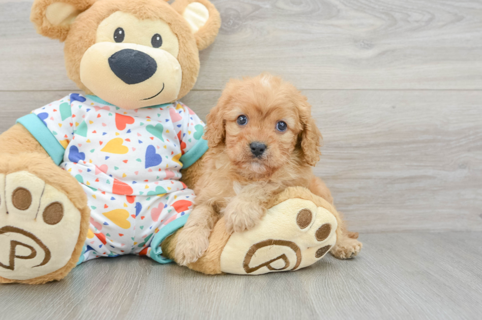 6 week old Cavapoo Puppy For Sale - Florida Fur Babies