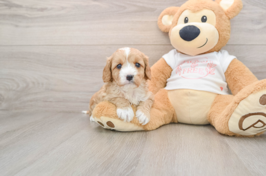 Cavapoo Puppy for Adoption