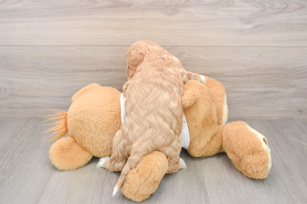 Cavapoo Pup Being Cute