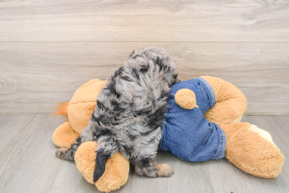 Best Cavapoo Baby
