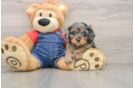 Playful Cavapoodle Poodle Mix Puppy