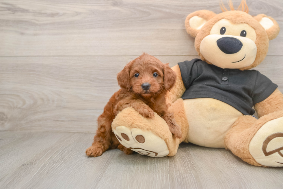 Fluffy Cavapoo Poodle Mix Pup