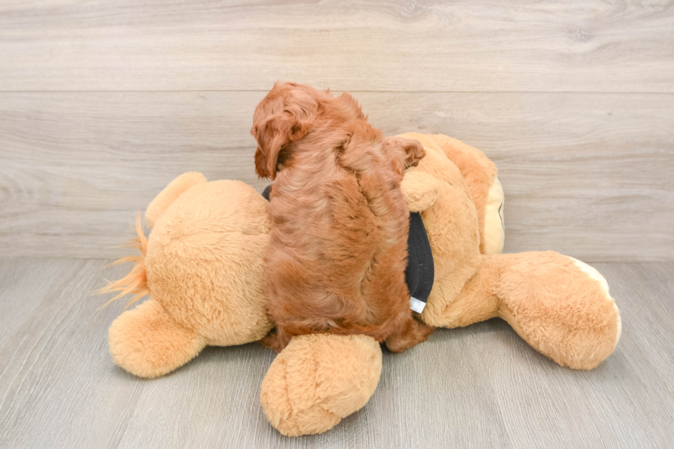 Best Cavapoo Baby