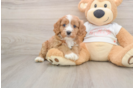 Small Cavapoo Baby