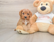 8 week old Cavapoo Puppy For Sale - Florida Fur Babies