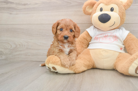 Best Cavapoo Baby