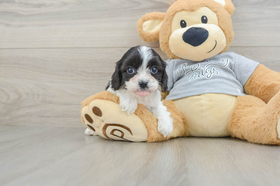 5 week old Cavapoo Puppy For Sale - Florida Fur Babies
