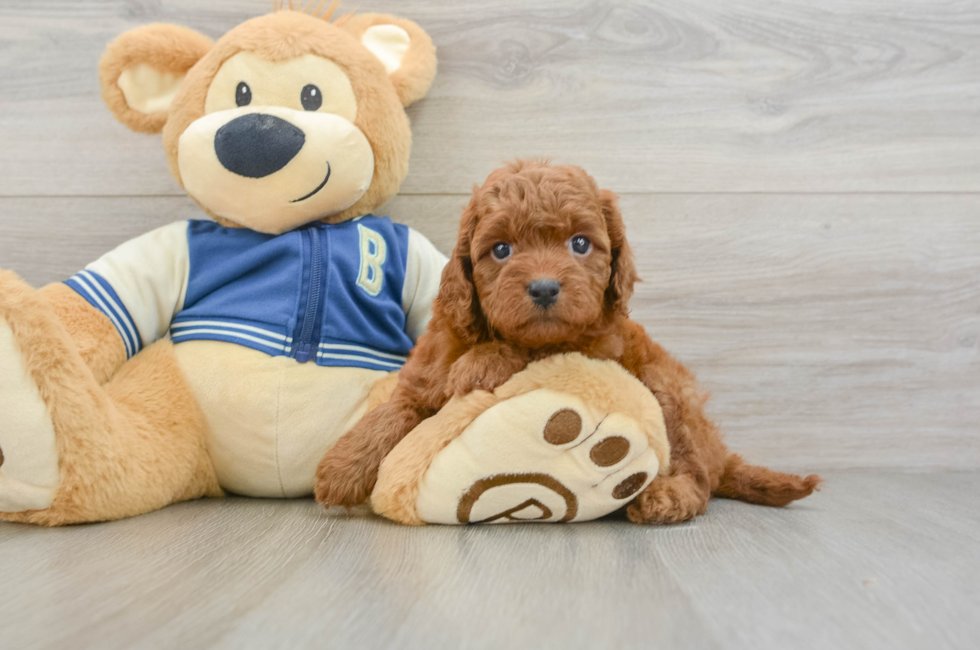6 week old Cavapoo Puppy For Sale - Florida Fur Babies