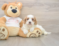 7 week old Cavapoo Puppy For Sale - Florida Fur Babies