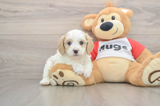 Cavapoo Pup Being Cute