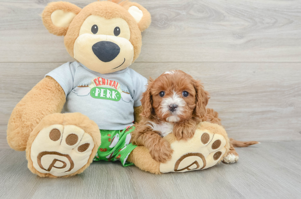 6 week old Cavapoo Puppy For Sale - Florida Fur Babies