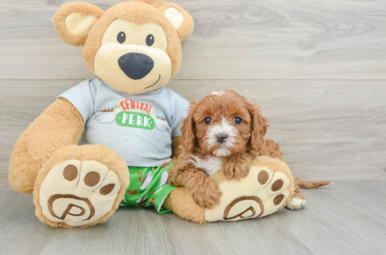 Cavapoo Pup Being Cute