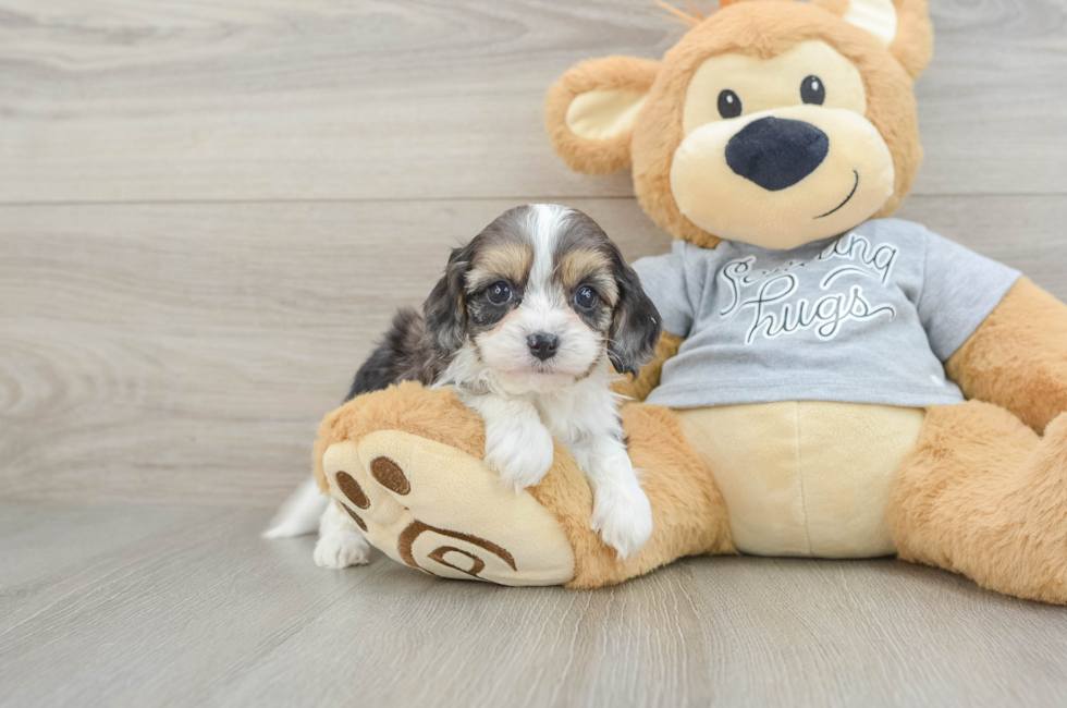 5 week old Cavapoo Puppy For Sale - Florida Fur Babies