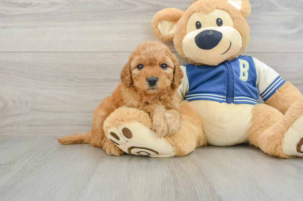 6 week old Cavapoo Puppy For Sale - Florida Fur Babies
