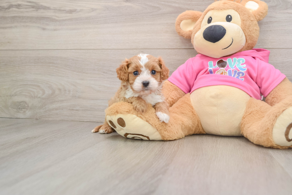 Cavapoo Puppy for Adoption