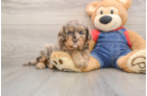 Cavapoo Puppy for Adoption
