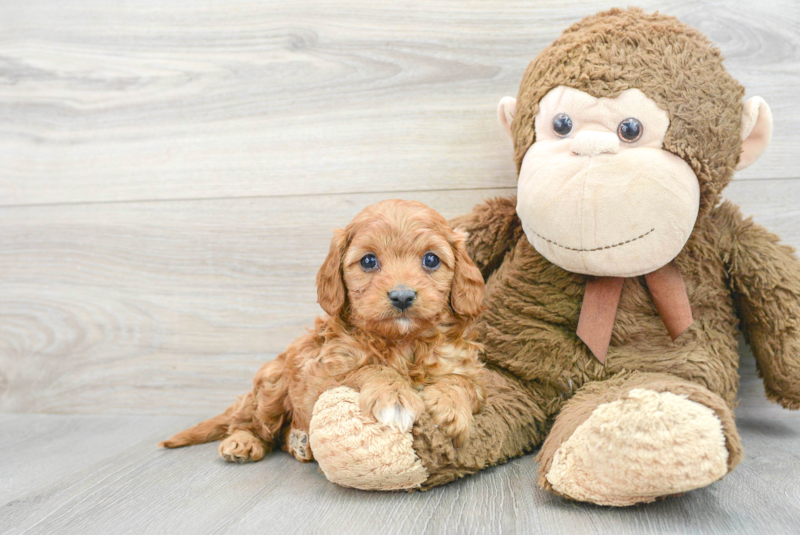 Meet Zain - our Cavapoo Puppy Photo 1/3 - Florida Fur Babies