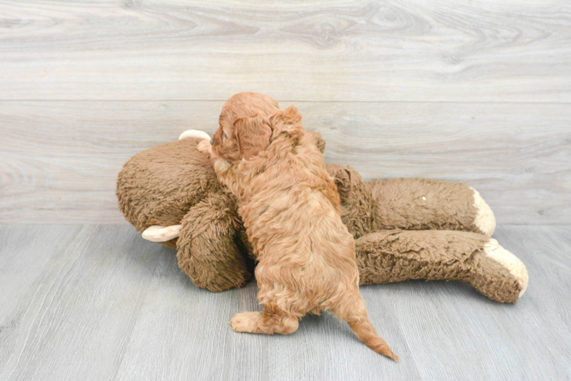 Meet Zain - our Cavapoo Puppy Photo 2/3 - Florida Fur Babies