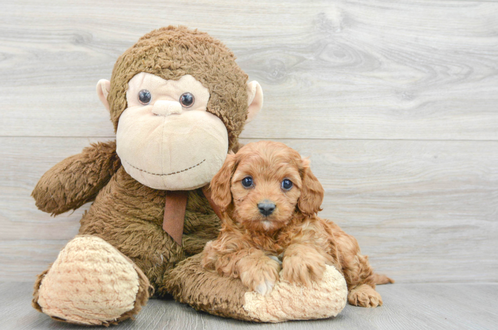 5 week old Cavapoo Puppy For Sale - Florida Fur Babies
