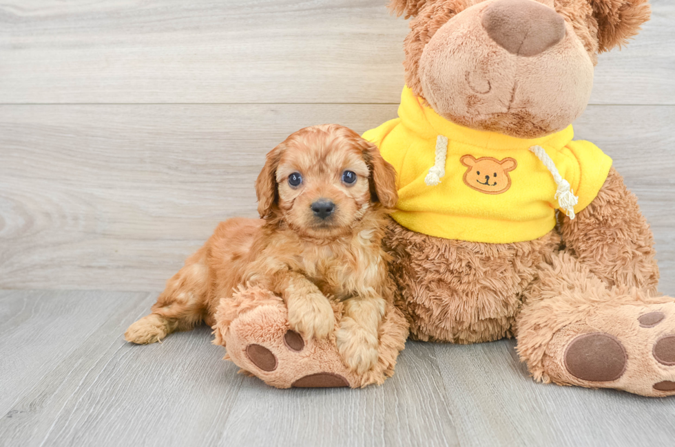 7 week old Cavapoo Puppy For Sale - Florida Fur Babies