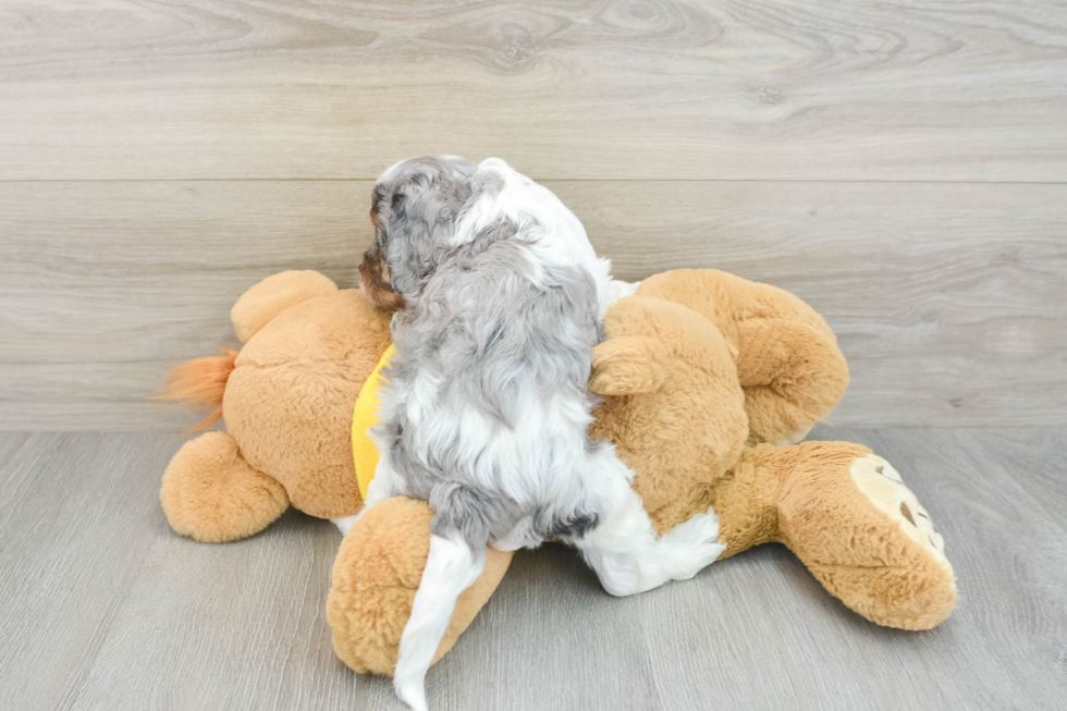 Popular Cavapoo Poodle Mix Pup