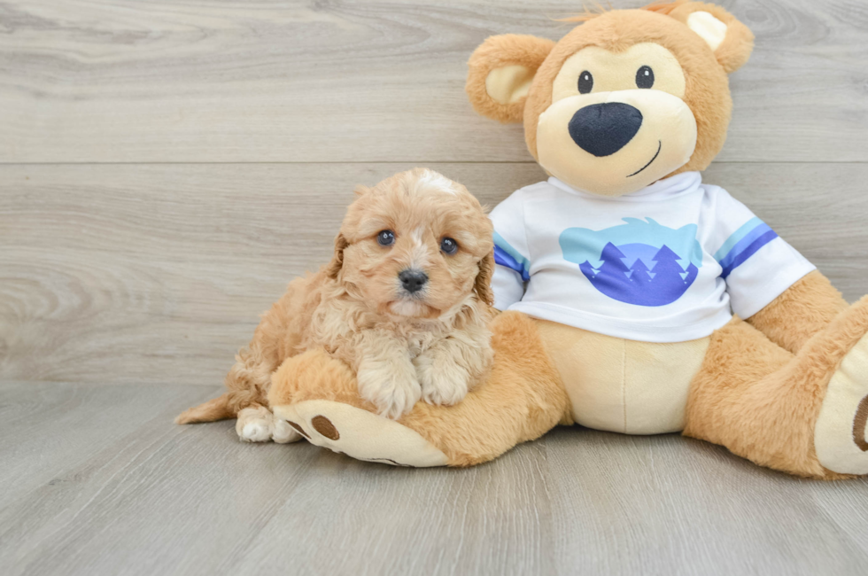 5 week old Cavapoo Puppy For Sale - Florida Fur Babies