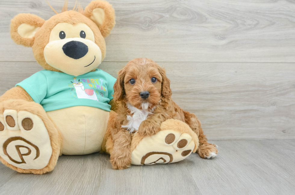 7 week old Cavapoo Puppy For Sale - Florida Fur Babies