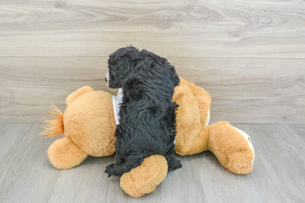 Friendly Cavapoo Baby