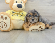 7 week old Cavapoo Puppy For Sale - Florida Fur Babies