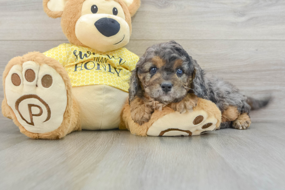 Playful Cavapoodle Poodle Mix Puppy