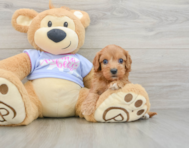 8 week old Cavapoo Puppy For Sale - Florida Fur Babies