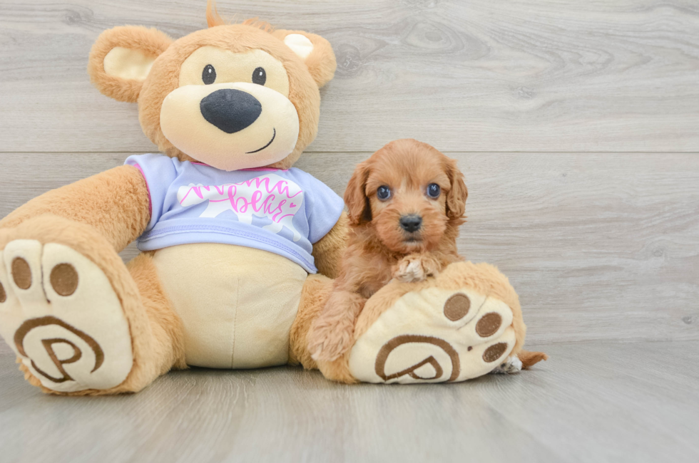 6 week old Cavapoo Puppy For Sale - Florida Fur Babies