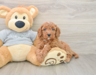 7 week old Cavapoo Puppy For Sale - Florida Fur Babies