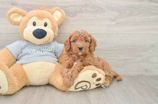 Friendly Cavapoo Baby