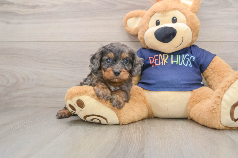 Friendly Cavapoo Baby