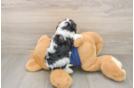 Popular Cavapoo Poodle Mix Pup