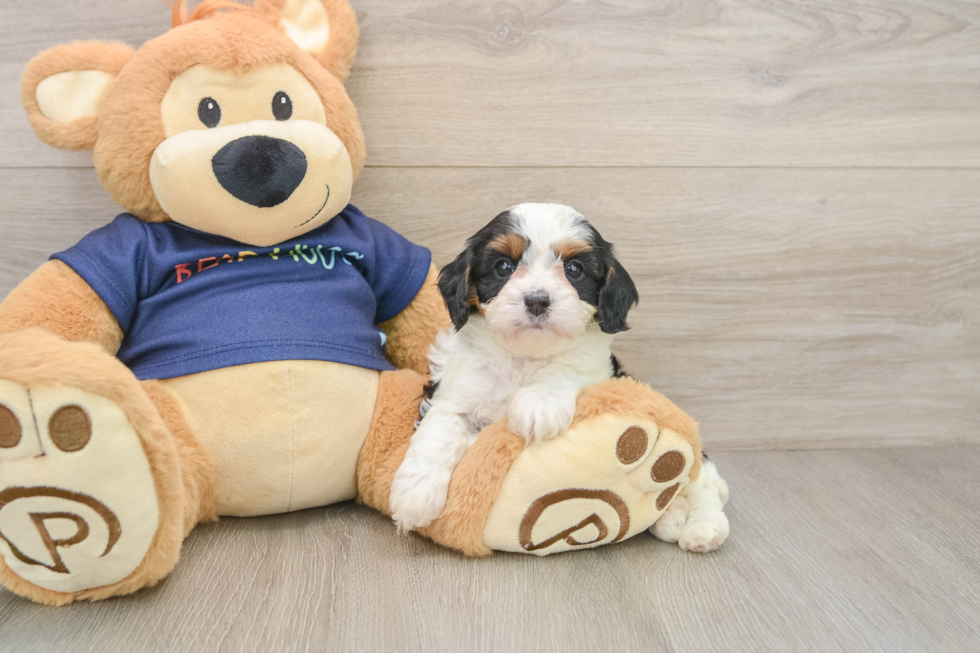 Best Cavapoo Baby