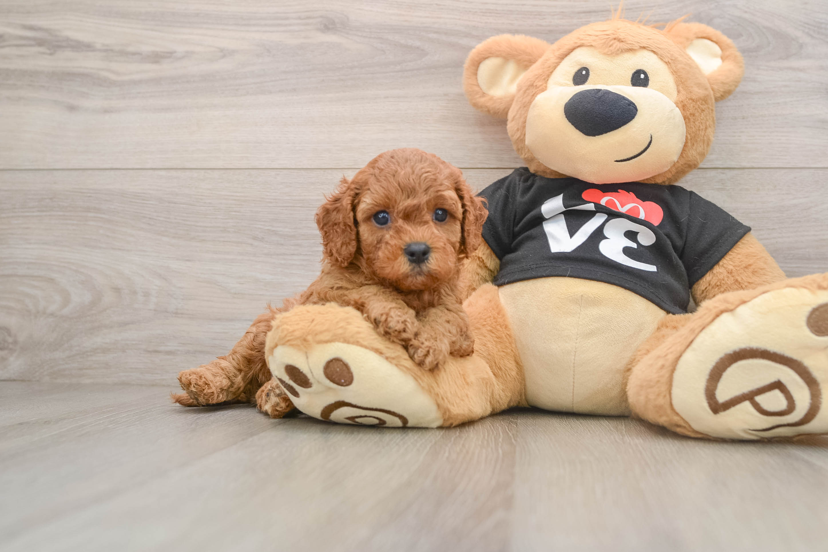 Cavapoo Puppy for Adoption