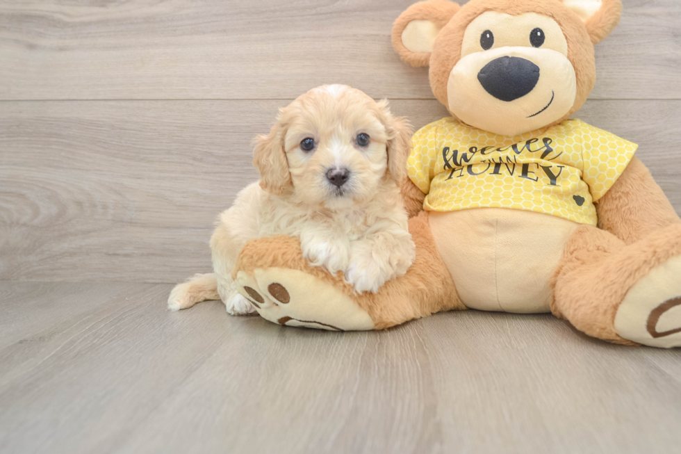 Best Cavapoo Baby