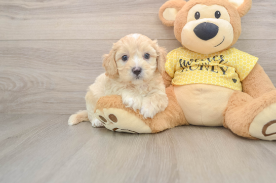 Best Cavapoo Baby