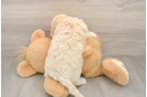 Best Cavapoo Baby