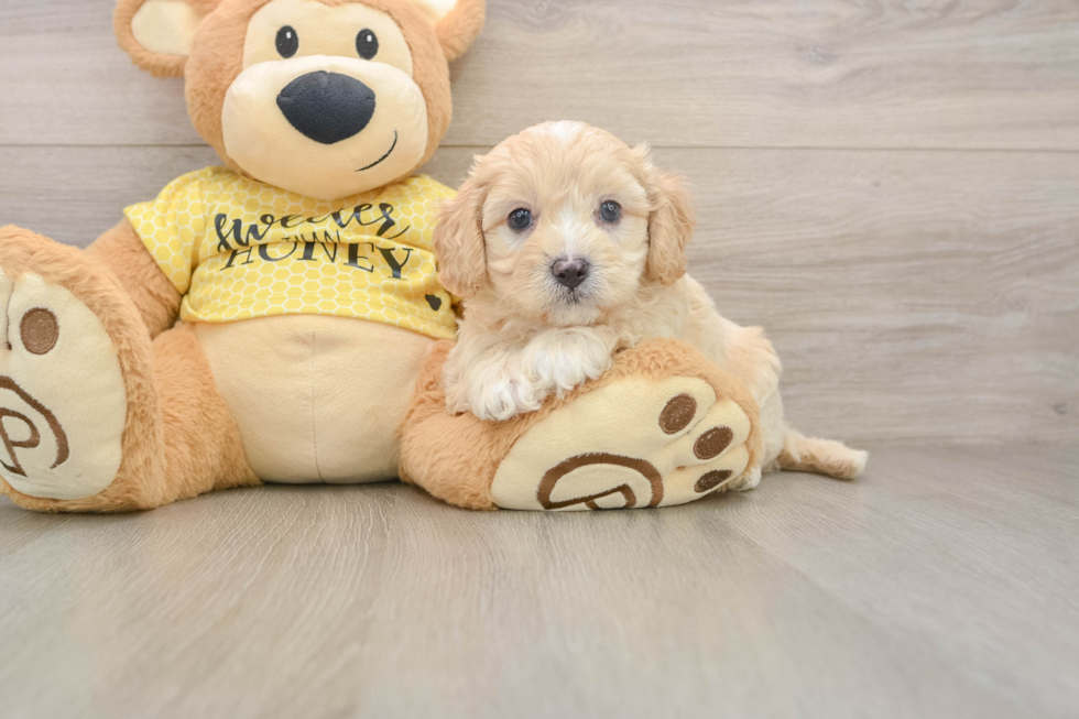 Cavapoo Puppy for Adoption