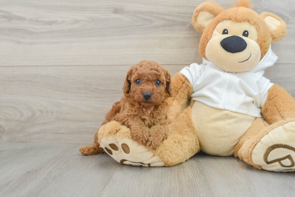 Sweet Cavapoo Baby