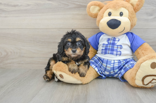 Little Cavipoo Poodle Mix Puppy