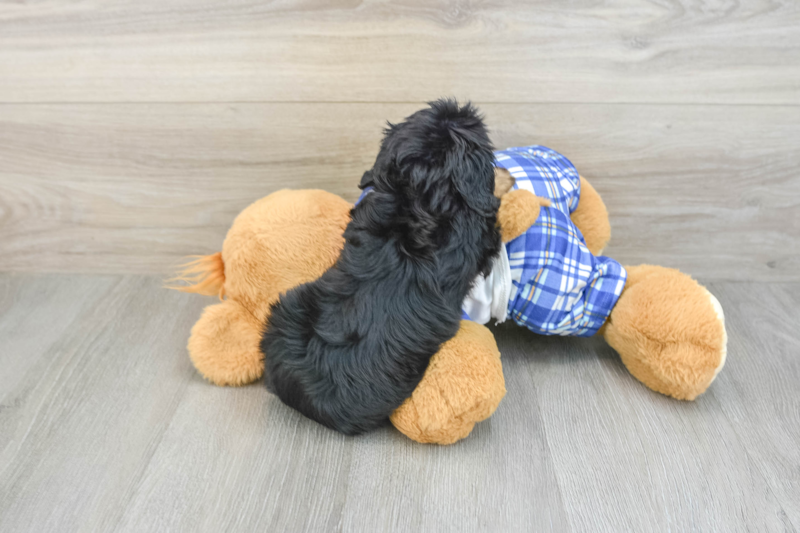 Meet Zale - our Cavapoo Puppy Photo 2/3 - Florida Fur Babies
