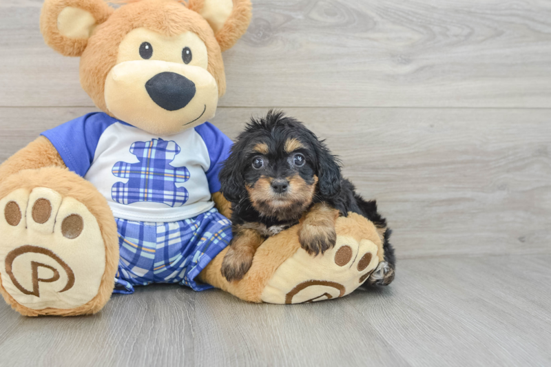 Meet Zale - our Cavapoo Puppy Photo 3/3 - Florida Fur Babies
