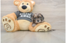 Energetic Cavoodle Poodle Mix Puppy