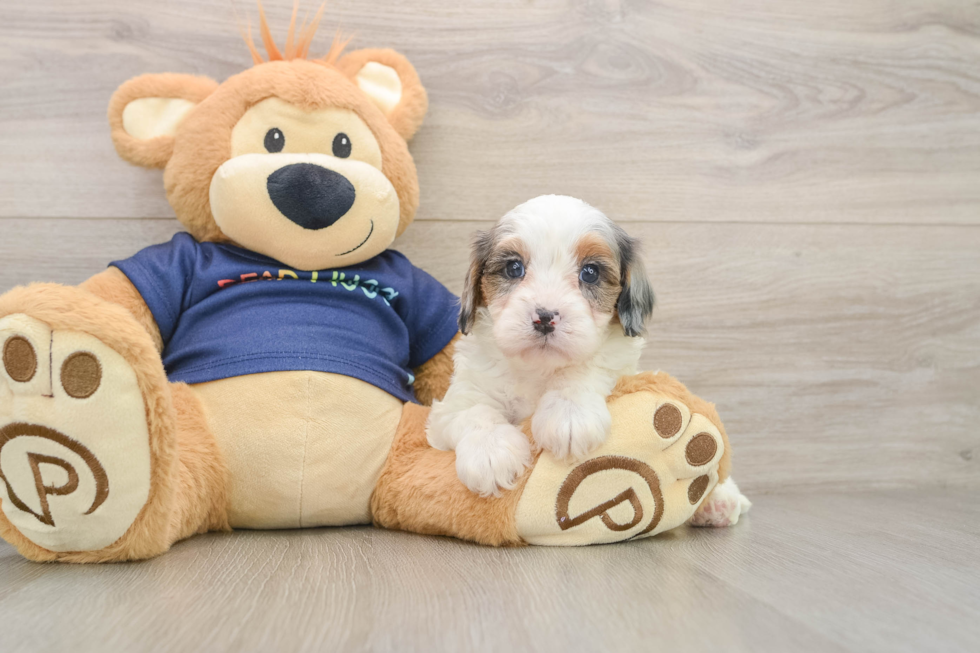 Cute Cavapoo Baby