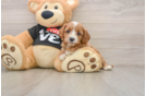 Best Cavapoo Baby
