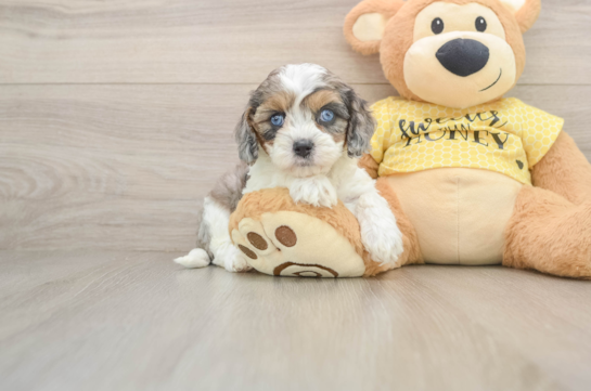 Cavapoo Pup Being Cute